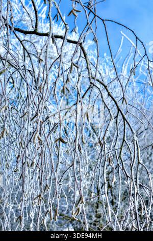 Overnight hoar frost (not snow) covering branches of Silver Birch (Betula pendula) in local garden - central France. Stock Photo
