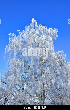 Overnight hoar frost (not snow) covering Silver Birch (Betula pendula) tree in local garden - central France. Stock Photo