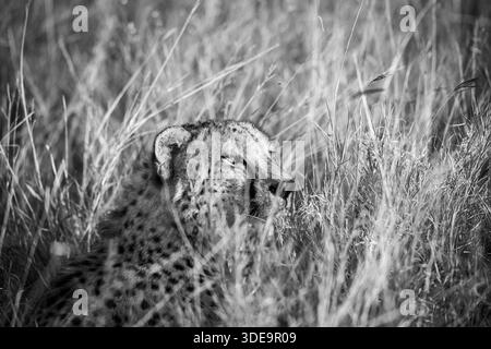 this cheetah is hiding in the tall grass and looking at an impala in the distance. It will stalk the impala and get close enough to catch its prey. Stock Photo