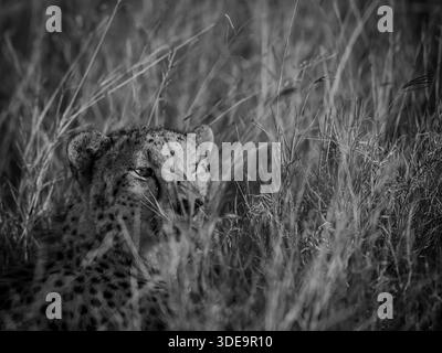this cheetah is hiding in the tall grass and looking at an impala in the distance. It will stalk the impala and get close enough to catch its prey. Stock Photo