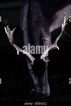 Bengal Tiger on black background Stock Photo