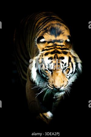 Bengal Tiger on black background Stock Photo