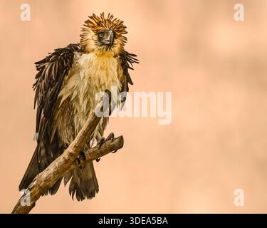 A majestic Philippine Eagle, spiky crested and stunning gaze, perched on a wooden branch against a soft brown background Stock Photo
