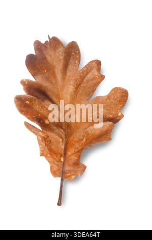 Studio shot of a dry Oak Leaf cut out against a white background Stock Photo