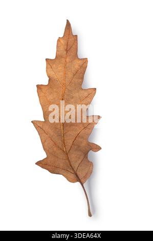 Studio shot of the underside of a dry Oak Leaf cut out against a white background Stock Photo