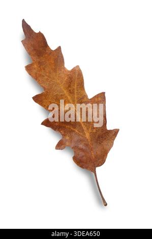Studio shot of a dry Oak Leaf cut out against a white background Stock Photo