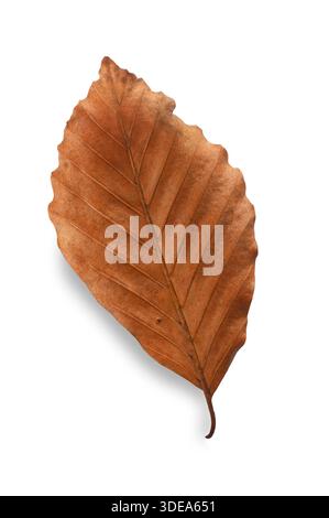 Studio shot of a dry Beech Tree Leaf cut out against a white background Stock Photo