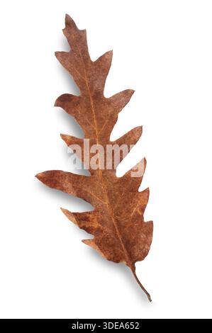 Studio shot of a dry Oak Leaf cut out against a white background Stock Photo