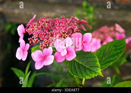 A close-up of a vibrant pink lacecap hydrangea macrophylla flower in an English summer garden, with petals surrounding its central cluster of buds Stock Photo