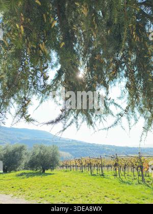 Sunlight Filtering Through Cedar Branches Overlooking a Vineyard and Olive Grove in Autumn Stock Photo