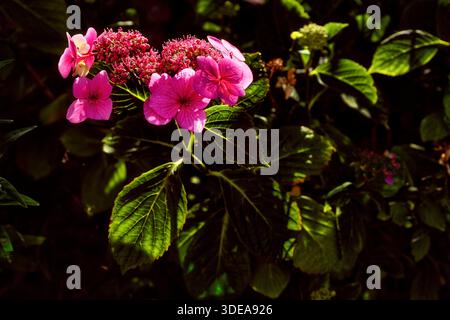 A vivid cluster of pink Hydrangea macrophylla flowers surrounded by green leaves, in full summer bloom with pink petals enhanced by a dark background Stock Photo