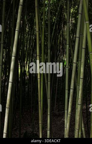 Vertical view of dense bamboo grove with tall green bamboo stems creating natural pattern and depth. Peaceful forest atmosphere, nature background wit Stock Photo