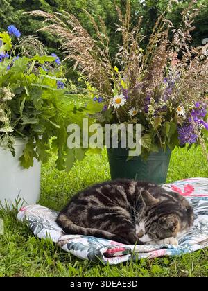 Tabby cat sleeping on floral blanket in garden with wildflowers and green foliage Stock Photo