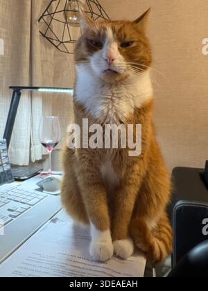 Ginger and white cat sitting on papers in front of laptop in cozy home office setting Stock Photo