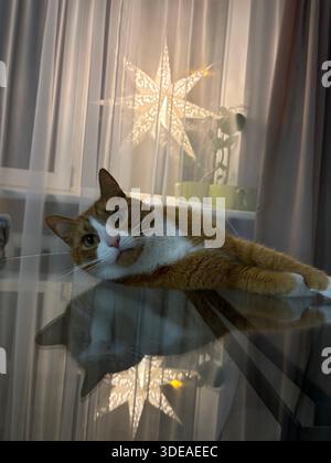 Ginger and white tabby cat resting on reflective glass table in fornt of star Stock Photo