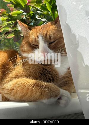 Ginger and white tabby cat resting peacefully on sunlit windowsill beside green plant Stock Photo