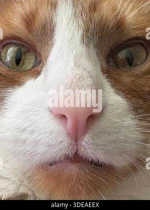 Orange and white cat sitting in loaf position on textured surface, looking calmly at camera Stock Photo