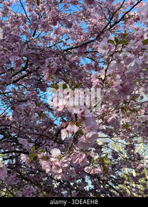Cherry blossom branches in full bloom against blue sky in urban setting during springtime Stock Photo