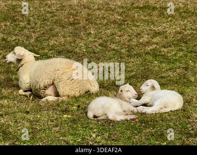 A calm alpine scene showing a sheep mother lying on a green pasture together with her two young lambs Stock Photo