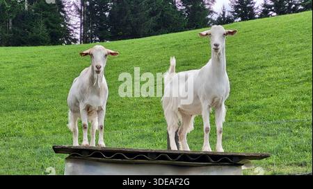 A charming close-up scene of two playful and curious white goats standing on a roof, with a lush green hill and forest in the background Stock Photo