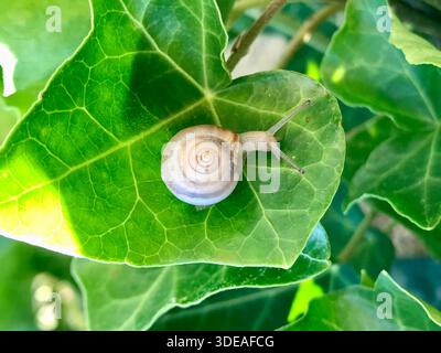 Close-up photograph of a small snail with extended antennae resting on a fresh green ivy leaf in nature with fine shell patterns and natural sunlight Stock Photo