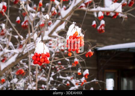 Red viburnum berries covered with snow during snowfall near wooden house wall Stock Photo