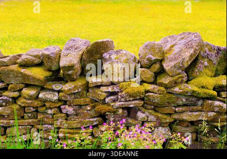 A weathered dry-stone wall spans a yellow sunlit meadow, moss clinging to the stones and pink wildflowers at its base Stock Photo