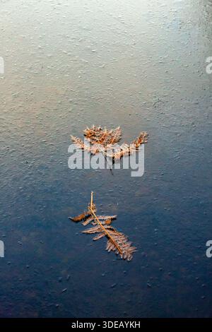 Fern fronds on the surface of a frozen lake. Winter scenes on an icy cold day in Cairngorms National Park, Scotland Stock Photo