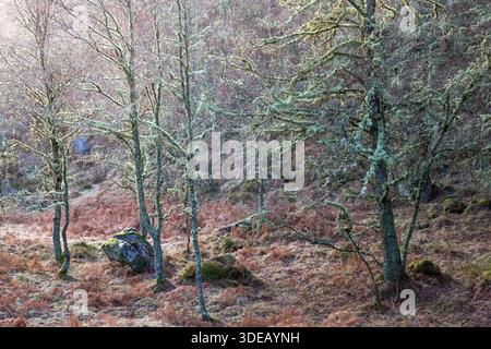 Lichen covered birch trees on an icy cold morning as the sun began to rise. Winter scenes on an icy cold day in Cairngorms National Park, Scotland Stock Photo