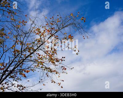 Sparsely populated tree limb with autumn colored leaves set against brightly lit cumulus clouds Stock Photo