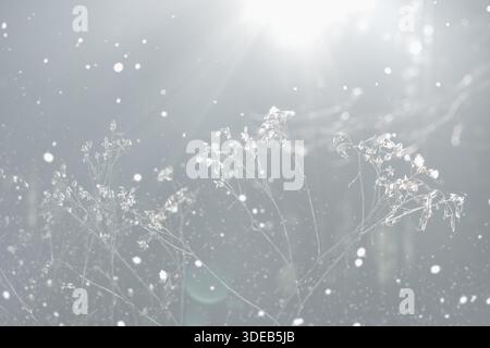 Winter nature scenery.  Snowfall and frozen plants as an background. Stock Photo