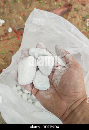 Rounded white pebbles. Use of non-plant elements in gardening. The gardener holds a handful of stones Stock Photo