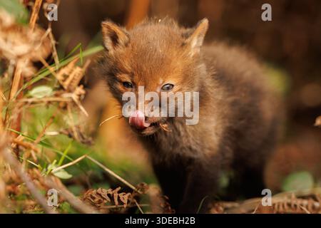 Fox cubs exploring the big new world Stock Photo