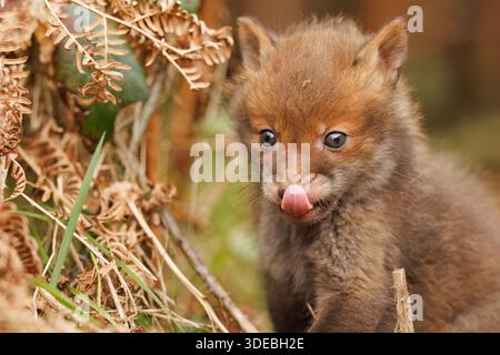 Fox cubs exploring the big new world Stock Photo