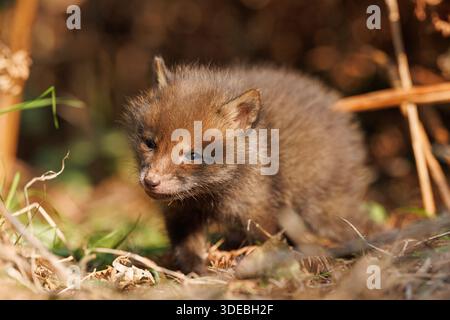 Fox cubs exploring the big new world Stock Photo