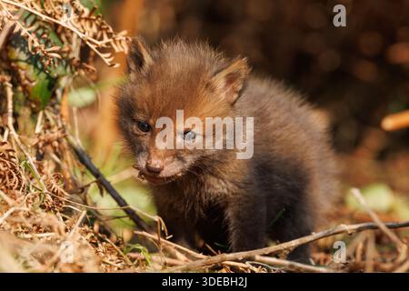 Fox cubs exploring the big new world Stock Photo
