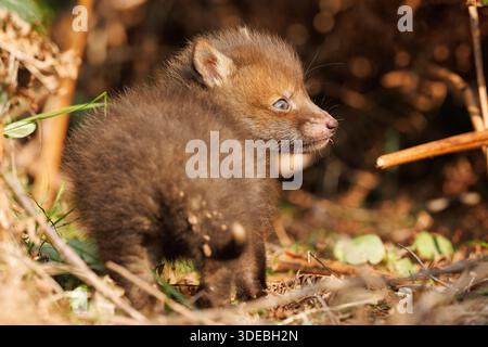 Fox cubs exploring the big new world Stock Photo