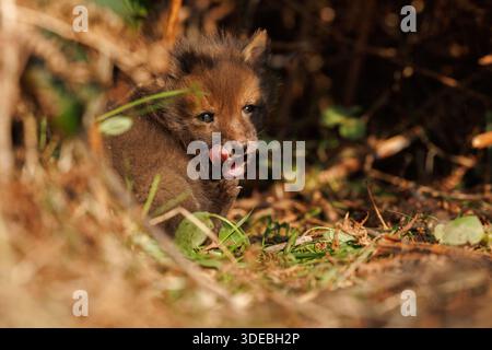 Fox cubs exploring the big new world Stock Photo