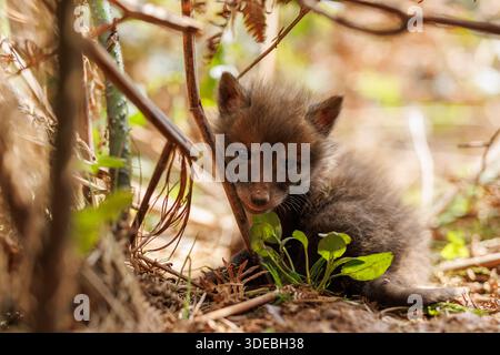 Fox cubs exploring the big new world Stock Photo