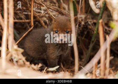 Fox cubs exploring the big new world Stock Photo