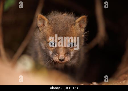 Fox cubs exploring the big new world Stock Photo