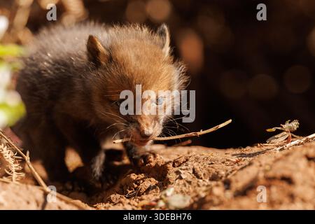 Fox cubs exploring the big new world Stock Photo
