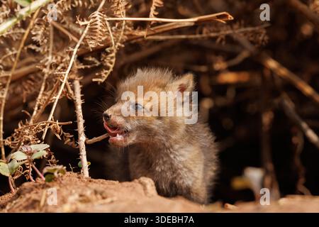 Fox cubs exploring the big new world Stock Photo