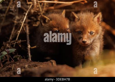 Fox cubs exploring the big new world Stock Photo