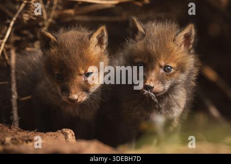 Fox cubs exploring the big new world Stock Photo