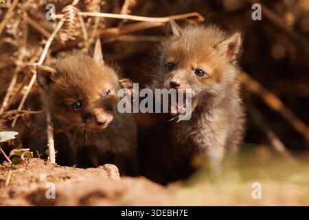 Fox cubs exploring the big new world Stock Photo