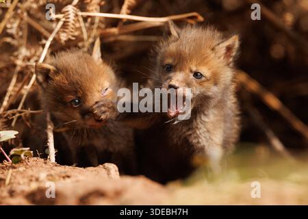 Fox cubs exploring the big new world Stock Photo