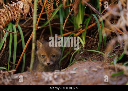 Fox cubs exploring the big new world Stock Photo