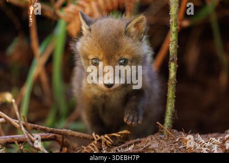 Fox cubs exploring the big new world Stock Photo