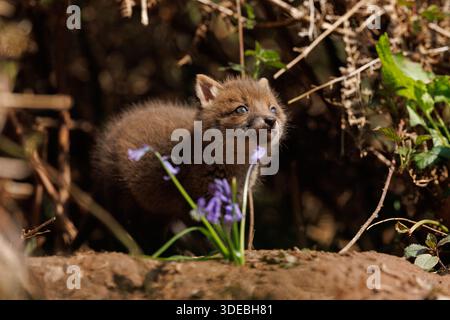 Fox cubs exploring the big new world Stock Photo